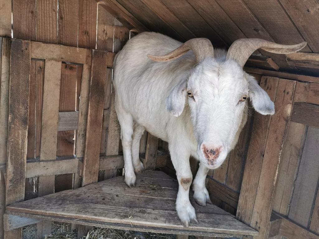 Heuhotel Beim Gnadenhof Murrhardt Dış mekan fotoğraf